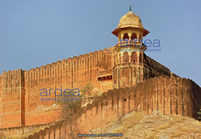 : Amber Fort, Jaipur, India : Amber Fort, Jaipur, India