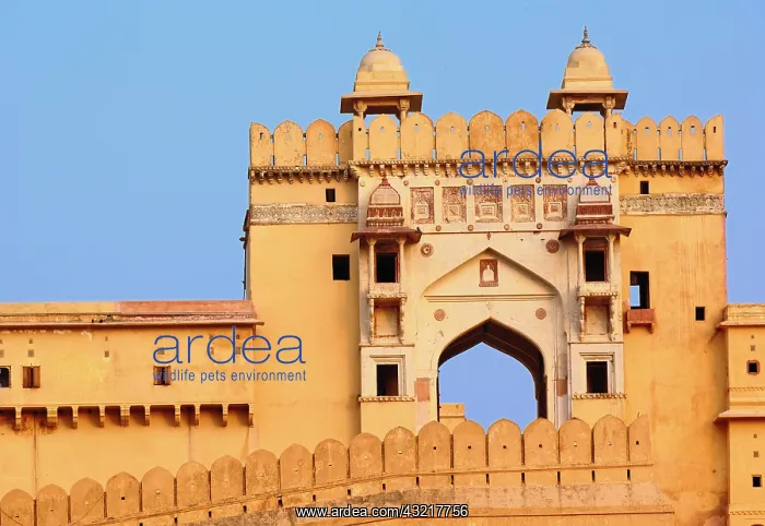 : Amber Fort, Jaipur, India : Amber Fort, Jaipur, India