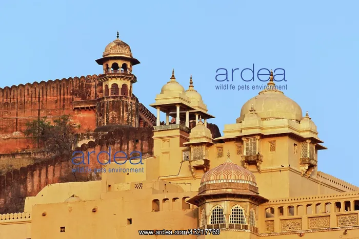: Amber Fort, Jaipur, India : Amber Fort, Jaipur, India