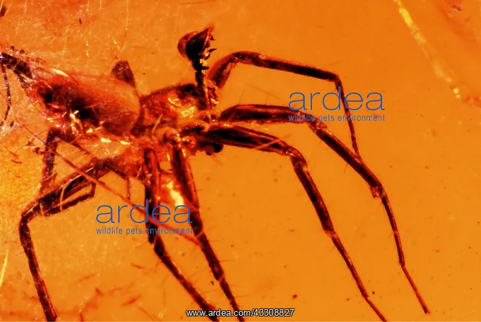 : AMBER - Male Spider trapped in Amber : AMBER - Male Spider trapped in Amber