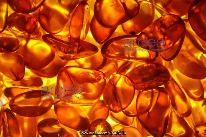  : Amber in its natural form and warm colour. Amber i