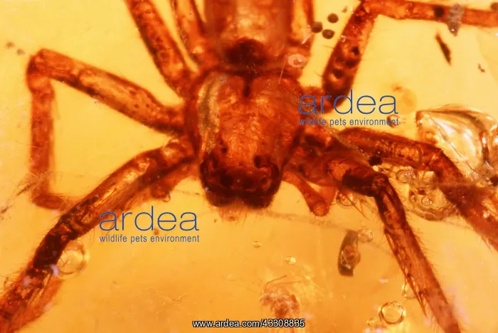 : AMBER - SPIDER IN AMBER : AMBER - SPIDER IN AMBER