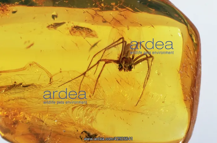 : Amber - Spider trapped inside : Amber - Spider trapped inside