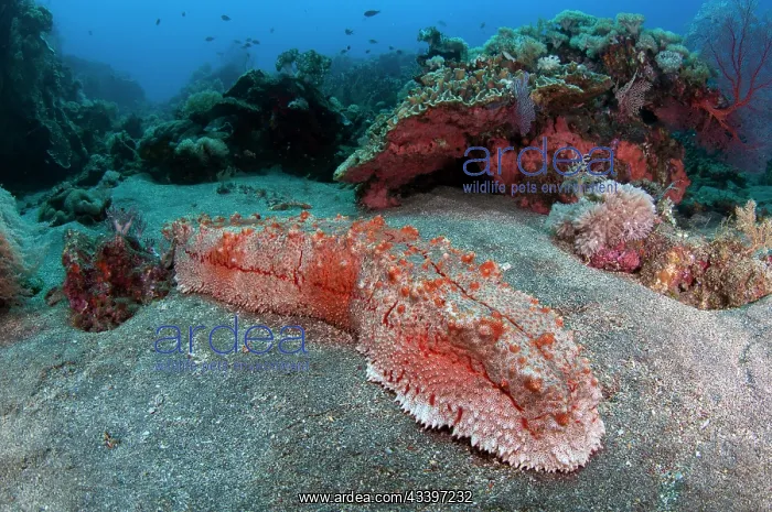 : Amberfish Sea Cucumber : Amberfish Sea Cucumber