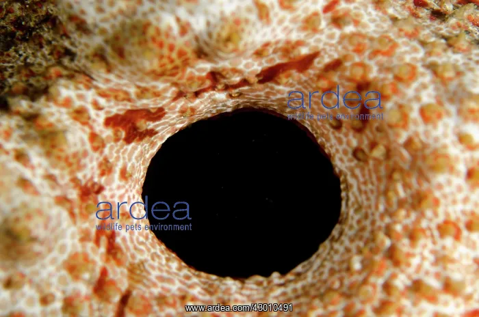 : Amberfish Sea Cucumber anus on nght dive TK1 dive : Amberfish Sea Cucumber anus on nght dive TK1 dive