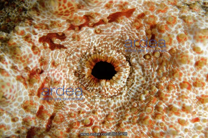 : Amberfish Sea Cucumber anus on nght dive TK1 dive : Amberfish Sea Cucumber anus on nght dive TK1 dive