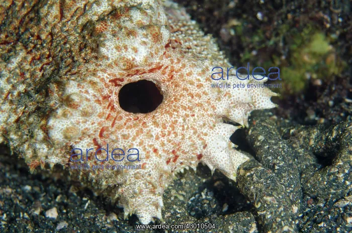 : Amberfish Sea Cucumber anus on nght dive TK1 dive : Amberfish Sea Cucumber anus on nght dive TK1 dive