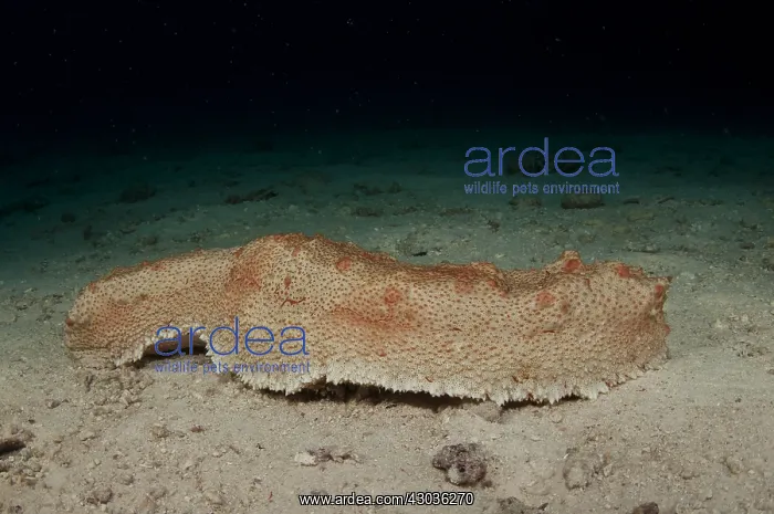 : Amberfish Sea Cucumber - on sand - Citrus Reef : Amberfish Sea Cucumber - on sand - Citrus Reef