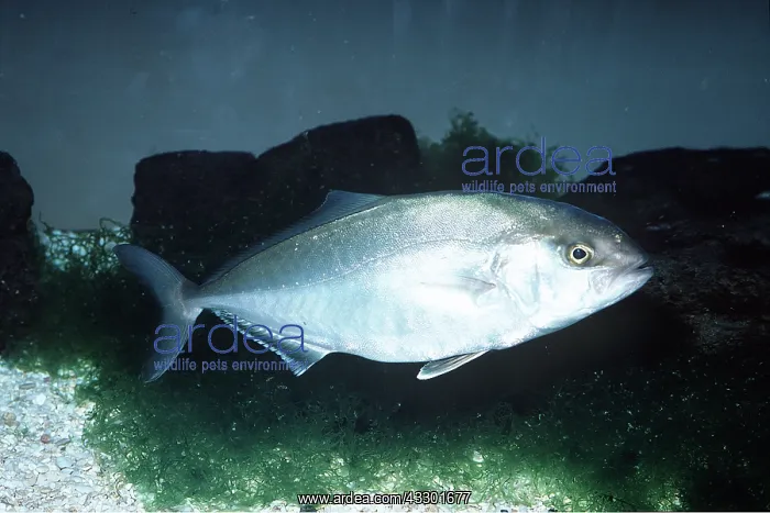 : AMBERJACK : AMBERJACK