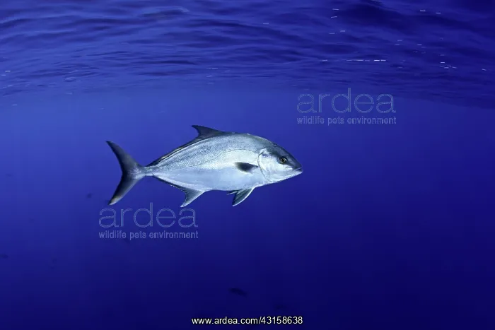: Amberjack, Seriola rivoliana, Santa Maria Island : Amberjack, Seriola rivoliana, Santa Maria Island