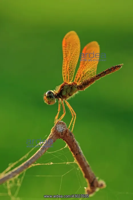 : Amberwing, dragonfly, Pantanal Wetlands, Mato Grosso, Brazil : Amberwing, dragonfly, Pantanal Wetlands, Mato Grosso, Brazil