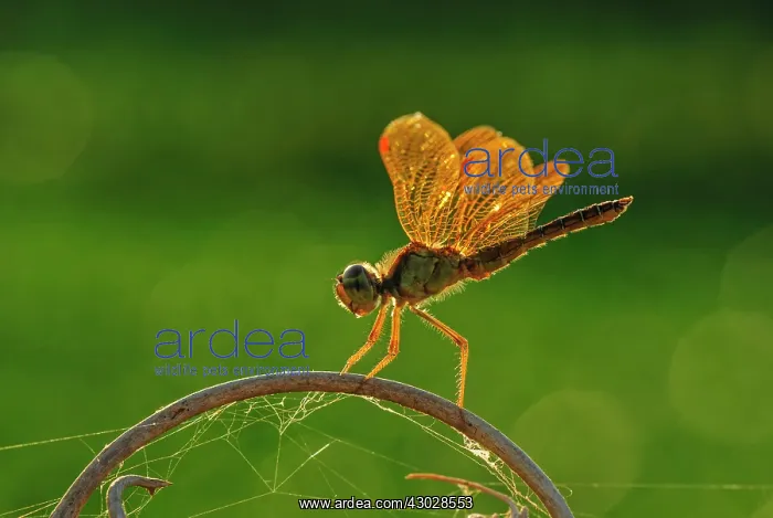 : Amberwing, dragonfly, Pantanal Wetlands, Mato Grosso, Brazil : Amberwing, dragonfly, Pantanal Wetlands, Mato Grosso, Brazil