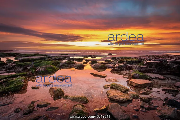 : Ambleteuse beach at sunset, Opal Coast, France : Ambleteuse beach at sunset, Opal Coast, France