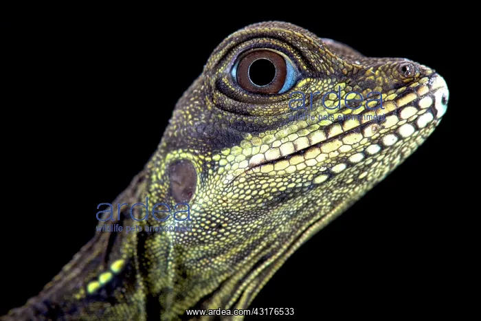: The Amboina sailfin lizard (Hydrosaurus amboinensis) : The Amboina sailfin lizard (Hydrosaurus amboinensis)