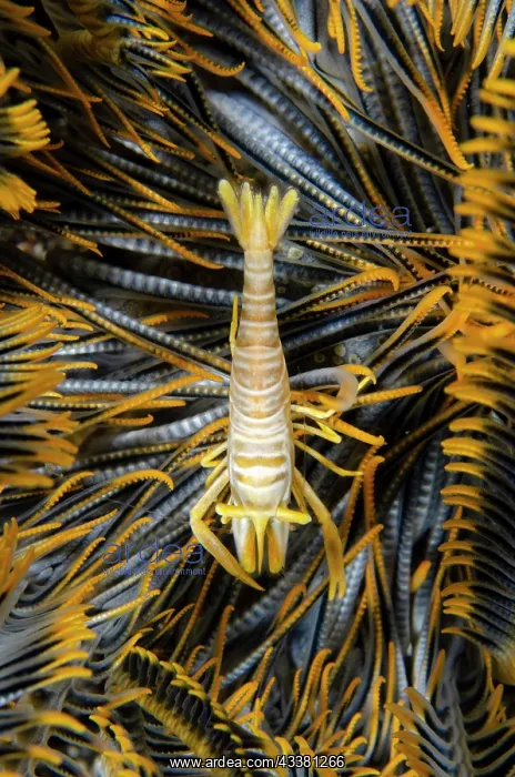 : Ambon Crinoid Shrimp - Coral Garden dive site, Tulamben : Ambon Crinoid Shrimp - Coral Garden dive site, Tulamben