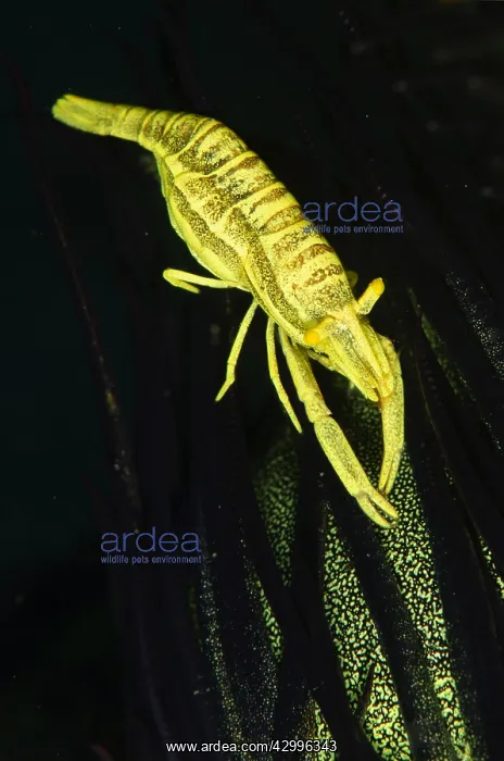 : Ambon Crinoid Shrimp - on Crinoid (Crinoidea Class) : Ambon Crinoid Shrimp - on Crinoid (Crinoidea Class)