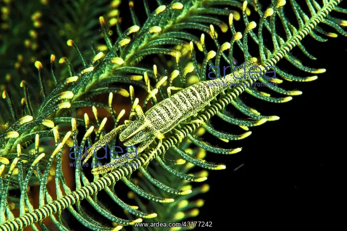 : Ambon Crinoid Shrimp (Laomenes amboinensis), Siladen : Ambon Crinoid Shrimp (Laomenes amboinensis), Siladen