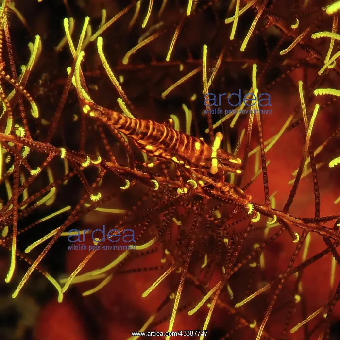 : Ambon crinoid shrimp (Laomenes amboinensis), Pazifk : Ambon crinoid shrimp (Laomenes amboinensis), Pazifk