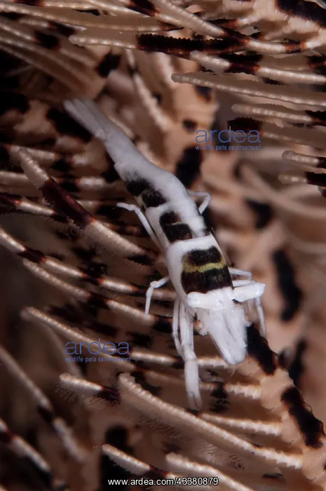 : Ambon Crinoid Shrimp (Laomenes amboinensis) camouflagd on Crinoid (Comatulida Order) : Ambon Crinoid Shrimp (Laomenes amboinensis) camouflagd on Crinoid (Comatulida Order)
