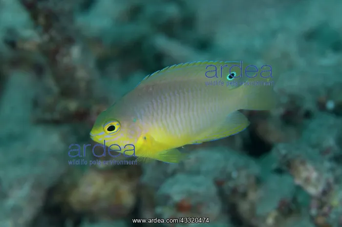 : Ambon Damsel : Ambon Damsel
