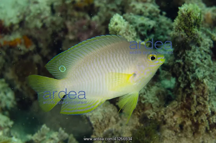 : Ambon Damsel - Juvenile - Dili Rock East dive site : Ambon Damsel - Juvenile - Dili Rock East dive site