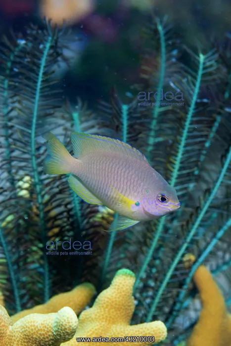 : Ambon Damsel (Pomacentrus amboinensis) swimming : Ambon Damsel (Pomacentrus amboinensis) swimming