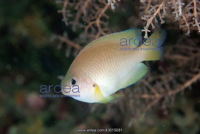: Ambon Damselfish : Ambon Damselfish