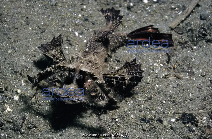 : Ambon Scorpionfish : Ambon Scorpionfish
