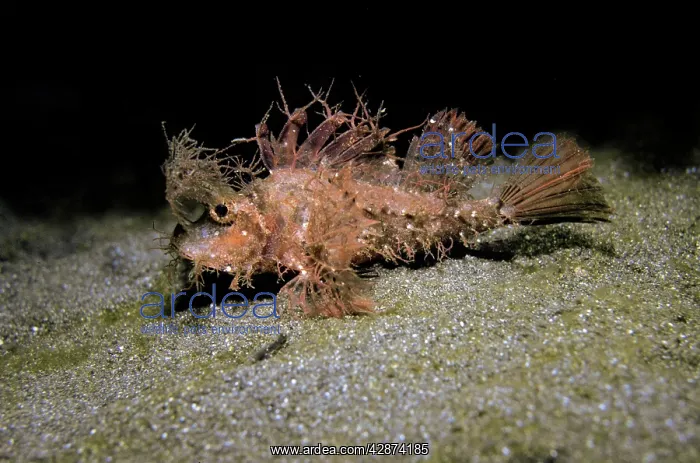 : Ambon scorpionfish : Ambon scorpionfish