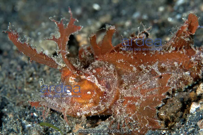 : Ambon Scorpionfish : Ambon Scorpionfish