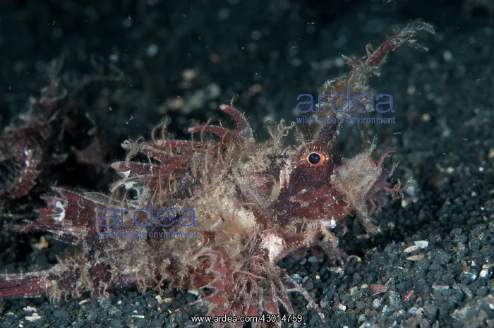 : Ambon Scorpionfish during night dive : Ambon Scorpionfish during night dive