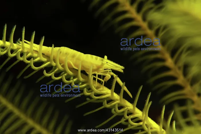 : Ambon Shrimp : Ambon Shrimp