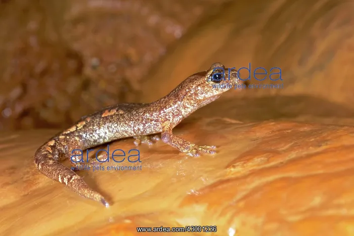 : Ambrosi's Cave Salamander : Ambrosi's Cave Salamander