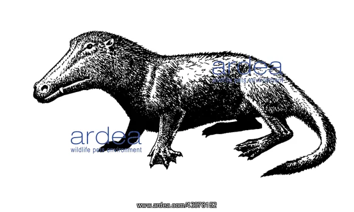 : Ambulocetus : Ambulocetus