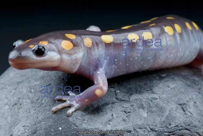 : Ambystoma maculatum Ambystoma : Ambystoma maculatum Ambystoma