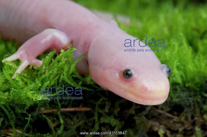 : Ambystoma mexicanum Ambystoma edule Ambystoma we : Ambystoma mexicanum Ambystoma edule Ambystoma we