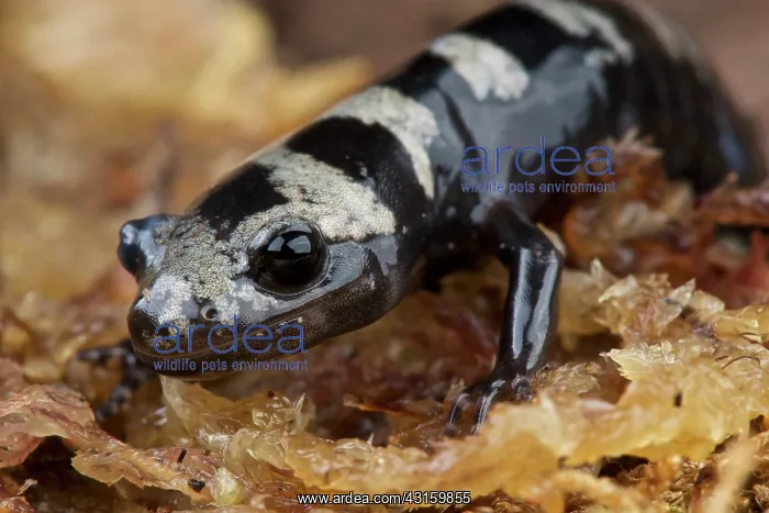 : Ambystoma opacum Salamandra opaca Ambystoma : Ambystoma opacum Salamandra opaca Ambystoma