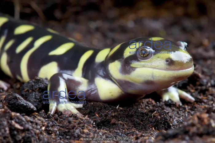 : Ambystoma tigrinum Ambystoma : Ambystoma tigrinum Ambystoma