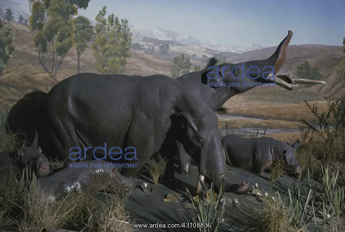 : Amebelodon : Amebelodon