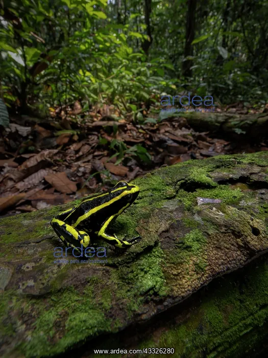 : Ameeregar trivittata, in rainforest habitat, Peru : Ameeregar trivittata, in rainforest habitat, Peru