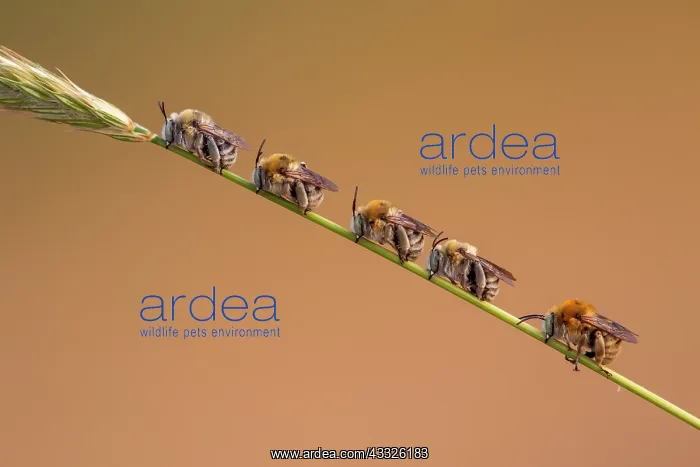 : Amegilla bees (Amegilla sp), males at the dormit : Amegilla bees (Amegilla sp), males at the dormit