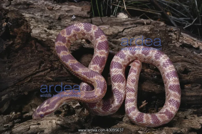 : Amelanistic Corn Snake : Amelanistic Corn Snake
