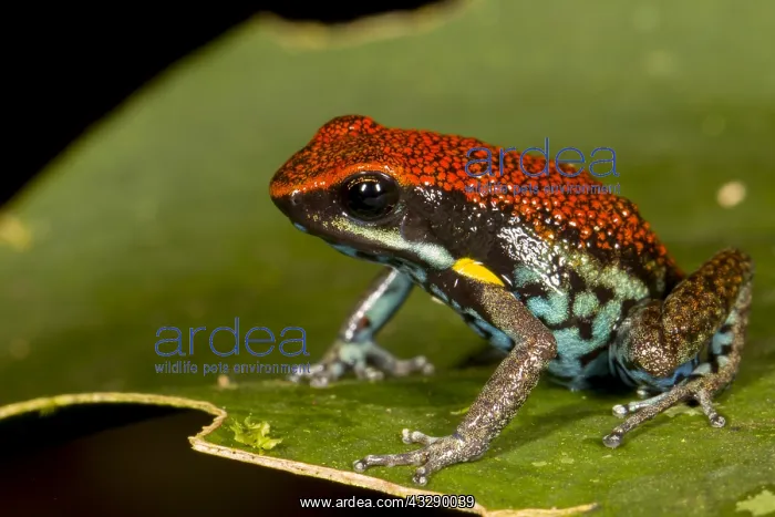 : Amereega bilinguis sitting on a leaf, Ecuador : Amereega bilinguis sitting on a leaf, Ecuador
