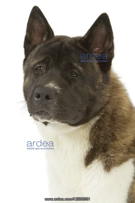  : American Akita