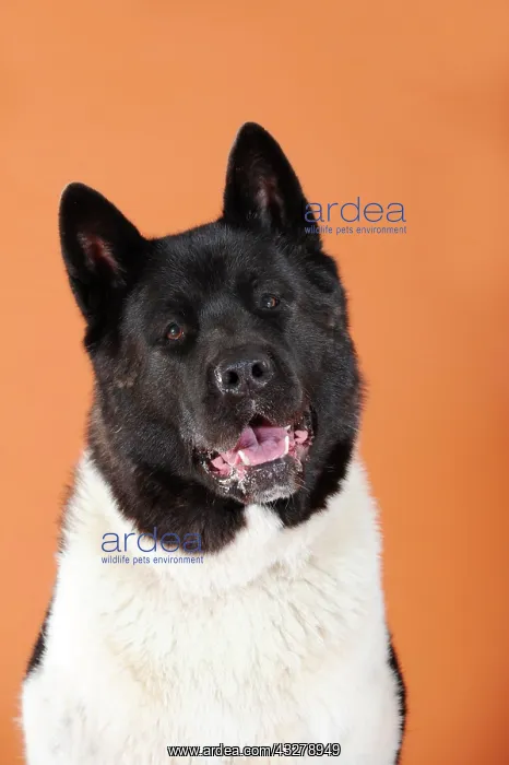 : American Akita, portrait : American Akita, portrait
