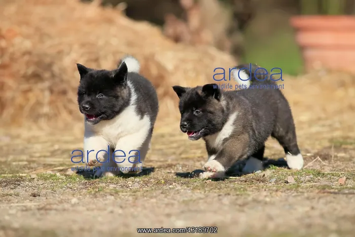  : American Akita puppies (Canis lupus familiaris)