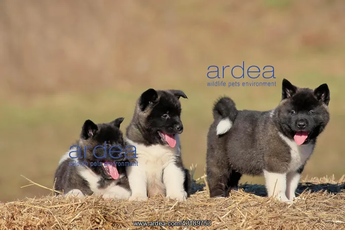 : American Akita puppies (Canis lupus familiaris) : American Akita puppies (Canis lupus familiaris)