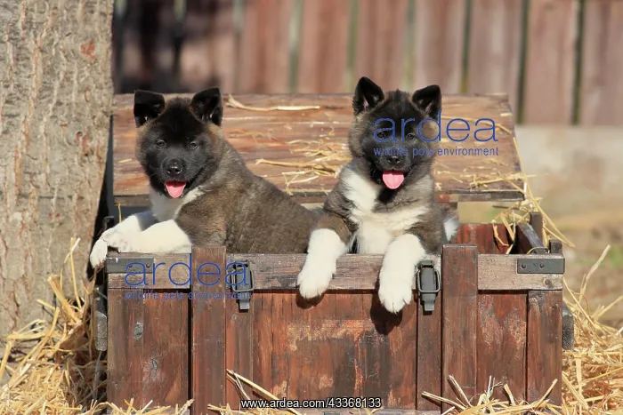 : American Akita puppies (Canis lupus familiaris) : American Akita puppies (Canis lupus familiaris)