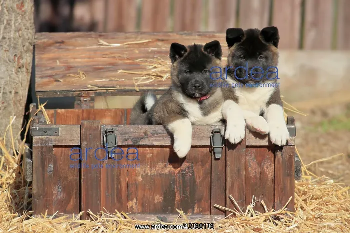: American Akita puppies (Canis lupus familiaris) : American Akita puppies (Canis lupus familiaris)