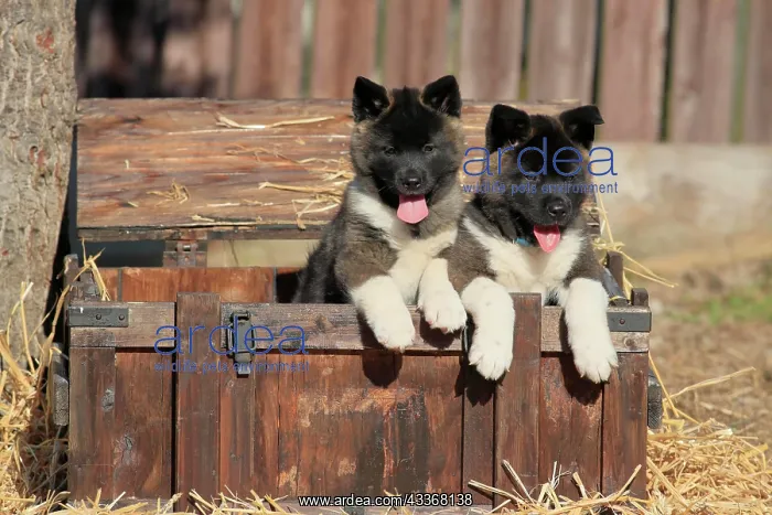 : American Akita puppies (Canis lupus familiaris) : American Akita puppies (Canis lupus familiaris)